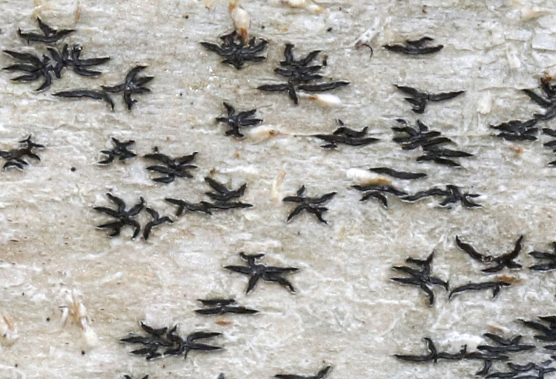 Phaeographis inusta Small fruiting bodies that radiate in a star-like pattern on the thallus.<br />
<br />
Habitat: deciduous tree<br />
<a href="https://www.jungledragon.com/image/92327" rel="nofollow">https://www.jungledragon.com/image/92327</a> Geotagged,Phaeographis inusta,Spring,United States