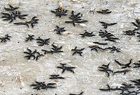 Phaeographis inusta Small fruiting bodies that radiate in a star-like pattern on the thallus.<br />
<br />
Habitat: deciduous tree<br />
https://www.jungledragon.com/image/92327 Geotagged,Phaeographis inusta,Spring,United States