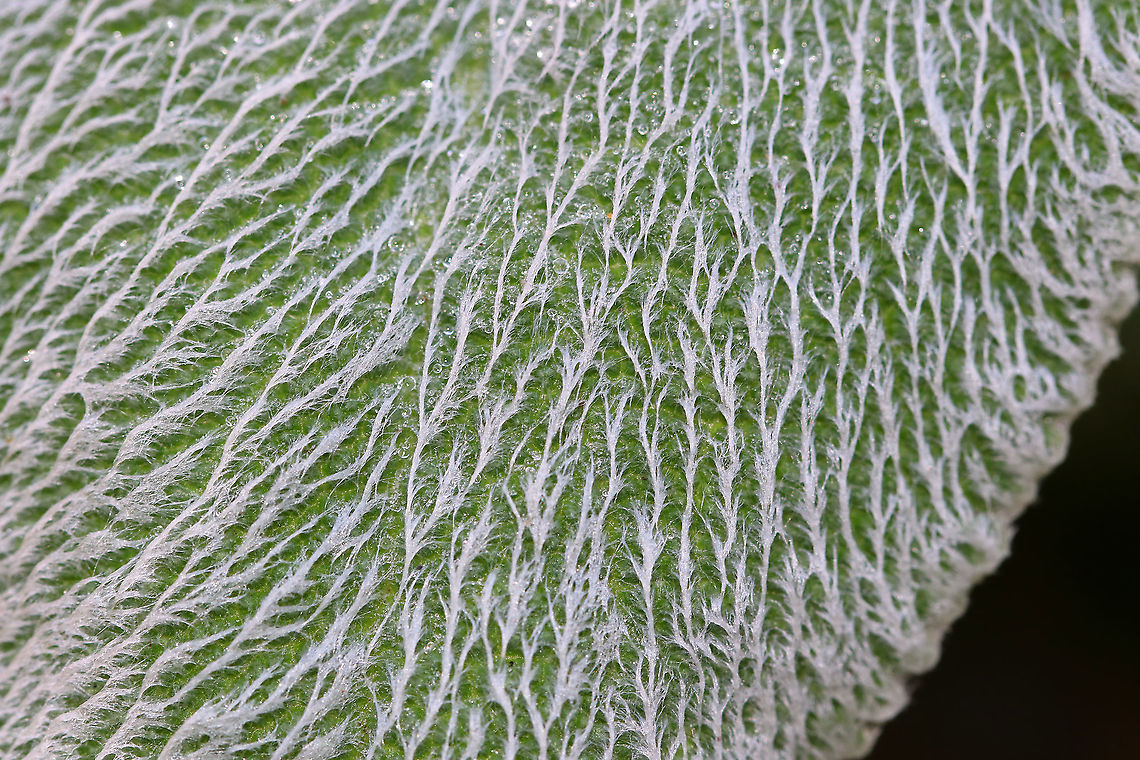 Lamb's Ear - Stachys byzantina The leave&#039;s of this plant have an amazing texture. They are so soft! Nature&#039;s toilet paper.<br />
<br />
Habitat: Rural garden Fall,Geotagged,Lambs-ear,Stachys,Stachys byzantina,United States