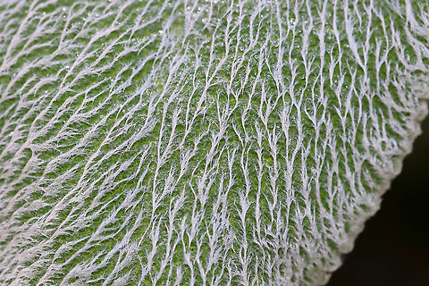 Lamb's Ear - Stachys byzantina The leave's of this plant have an amazing texture. They are so soft! Nature's toilet paper.

Habitat: Rural garden Fall,Geotagged,Lambs-ear,Stachys,Stachys byzantina,United States
