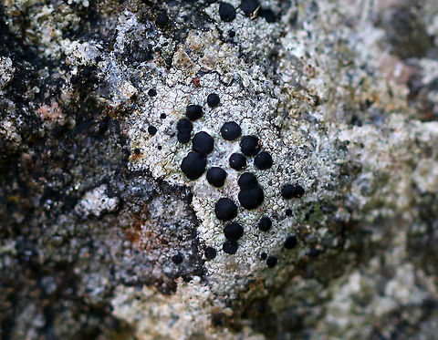 Large-fruited Boulder Lichen - Porpidia macrocarpa Large, black apothecia on a grayish thallus

Habitat: Large rock
https://www.jungledragon.com/image/92339/large-fruited_boulder_lichen_-_porpidia_macrocarpa.html Fall,Geotagged,Large-fruited Boulder Lichen,Porpidia,Porpidia macrocarpa,United States,lichen