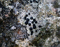 Large-fruited Boulder Lichen - Porpidia macrocarpa Large, black apothecia on a grayish thallus<br />
<br />
Habitat: Large rock<br />
https://www.jungledragon.com/image/92339/large-fruited_boulder_lichen_-_porpidia_macrocarpa.html Fall,Geotagged,Large-fruited Boulder Lichen,Porpidia,Porpidia macrocarpa,United States,lichen