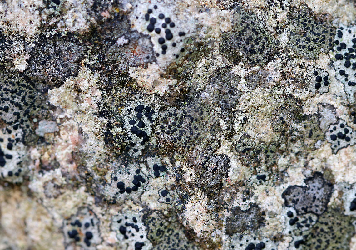 Large-fruited Boulder Lichen - Porpidia macrocarpa Large, black apothecia on a grayish thallus<br />
<br />
Habitat: Large rock<br />
<figure class="photo"><a href="https://www.jungledragon.com/image/92338/large-fruited_boulder_lichen_-_porpidia_macrocarpa.html" title="Large-fruited Boulder Lichen - Porpidia macrocarpa"><img src="https://s3.amazonaws.com/media.jungledragon.com/images/3232/92338_thumb.jpg?AWSAccessKeyId=05GMT0V3GWVNE7GGM1R2&Expires=1769040010&Signature=PSCdl6MxAQ1SrZppbEWs%2BVs27xc%3D" width="200" height="156" alt="Large-fruited Boulder Lichen - Porpidia macrocarpa Large, black apothecia on a grayish thallus<br />
<br />
Habitat: Large rock<br />
https://www.jungledragon.com/image/92339/large-fruited_boulder_lichen_-_porpidia_macrocarpa.html Fall,Geotagged,Large-fruited Boulder Lichen,Porpidia,Porpidia macrocarpa,United States,lichen" /></a></figure> Fall,Geotagged,Porpidia macrocarpa,United States