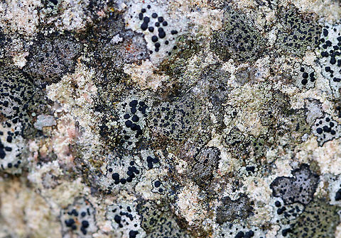 Large-fruited Boulder Lichen - Porpidia macrocarpa Large, black apothecia on a grayish thallus
Habitat: Large rock
https://www.jungledragon.com/image/92338/large-fruited_boulder_lichen_-_porpidia_macrocarpa.html Fall,Geotagged,Porpidia macrocarpa,United States