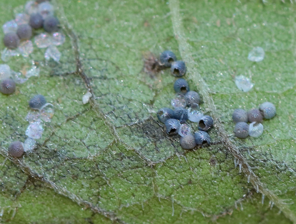 Parasitized Noctua pronuba Eggs Sorry for the poor quality! I&#039;m only sharing this photo because it shows healthy and parasitized hatched eggs. The healthy eggs are the whitish/clear ones, while the dark grayish black eggs were parasitized - probably by a wasp. Some eggs remain unhatched.<br />
<br />
Habitat: Rural backyard Fall,Geotagged,Large yellow underwing,Noctua pronuba,United States,eggs,moth eggs,parasitized eggs
