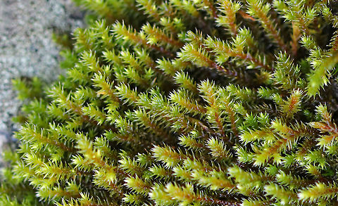 Hedwig's Fringeleaf Moss - Hedwigia ciliata Habitat: Growing on a rock in a deciduous forest
https://www.jungledragon.com/image/92343/hedwigs_fringeleaf_moss_-_hedwigia_ciliata.html
https://www.jungledragon.com/image/92342/hedwigs_fringeleaf_moss_-_hedwigia_ciliata.html Fall,Geotagged,Hedwig's Fringeleaf Moss,Hedwigia,Hedwigia ciliata,United States,moss
