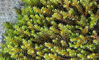 Hedwig's Fringeleaf Moss - Hedwigia ciliata Habitat: Growing on a rock in a deciduous forest<br />
https://www.jungledragon.com/image/92343/hedwigs_fringeleaf_moss_-_hedwigia_ciliata.html<br />
https://www.jungledragon.com/image/92342/hedwigs_fringeleaf_moss_-_hedwigia_ciliata.html Fall,Geotagged,Hedwig's Fringeleaf Moss,Hedwigia,Hedwigia ciliata,United States,moss