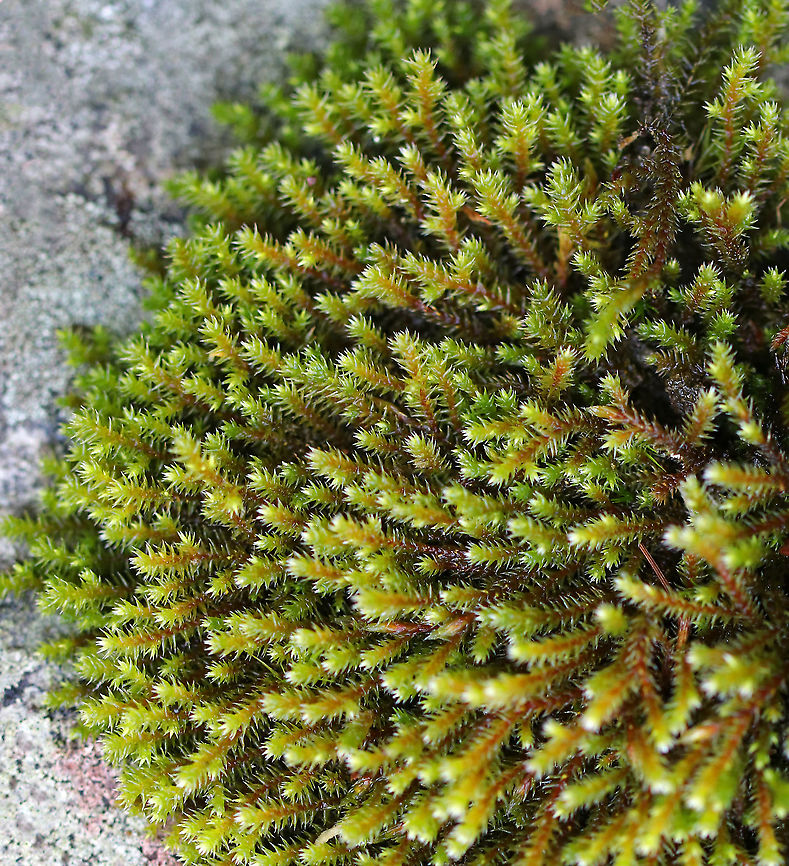 Hedwig's Fringeleaf Moss - Hedwigia ciliata Habitat: Growing on a rock in a deciduous forest<br />
<figure class="photo"><a href="https://www.jungledragon.com/image/92341/hedwigs_fringeleaf_moss_-_hedwigia_ciliata.html" title="Hedwig&#039;s Fringeleaf Moss - Hedwigia ciliata"><img src="https://s3.amazonaws.com/media.jungledragon.com/images/3232/92341_thumb.jpg?AWSAccessKeyId=05GMT0V3GWVNE7GGM1R2&Expires=1767225610&Signature=hkZlkSCQ%2BoDeS3sVixZI0M%2BxxL4%3D" width="200" height="122" alt="Hedwig&#039;s Fringeleaf Moss - Hedwigia ciliata Habitat: Growing on a rock in a deciduous forest<br />
https://www.jungledragon.com/image/92343/hedwigs_fringeleaf_moss_-_hedwigia_ciliata.html<br />
https://www.jungledragon.com/image/92342/hedwigs_fringeleaf_moss_-_hedwigia_ciliata.html Fall,Geotagged,Hedwig&#039;s Fringeleaf Moss,Hedwigia,Hedwigia ciliata,United States,moss" /></a></figure><br />
<figure class="photo"><a href="https://www.jungledragon.com/image/92343/hedwigs_fringeleaf_moss_-_hedwigia_ciliata.html" title="Hedwig&#039;s Fringeleaf Moss - Hedwigia ciliata"><img src="https://s3.amazonaws.com/media.jungledragon.com/images/3232/92343_thumb.jpg?AWSAccessKeyId=05GMT0V3GWVNE7GGM1R2&Expires=1767225610&Signature=e4oZ9rcrXhR5Qyawc4F8dJXJfnA%3D" width="130" height="152" alt="Hedwig&#039;s Fringeleaf Moss - Hedwigia ciliata Habitat: Growing on a rock in a deciduous forest<br />
https://www.jungledragon.com/image/92341/hedwigs_fringeleaf_moss_-_hedwigia_ciliata.html<br />
https://www.jungledragon.com/image/92342/hedwigs_fringeleaf_moss_-_hedwigia_ciliata.html Fall,Geotagged,Hedwig&#039;s Fringeleaf Moss,Hedwigia ciliata,United States" /></a></figure> Fall,Geotagged,Hedwig's Fringeleaf Moss,Hedwigia ciliata,United States