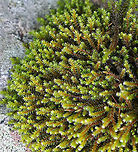 Hedwig's Fringeleaf Moss - Hedwigia ciliata Habitat: Growing on a rock in a deciduous forest<br />
https://www.jungledragon.com/image/92341/hedwigs_fringeleaf_moss_-_hedwigia_ciliata.html<br />
https://www.jungledragon.com/image/92343/hedwigs_fringeleaf_moss_-_hedwigia_ciliata.html Fall,Geotagged,Hedwig's Fringeleaf Moss,Hedwigia ciliata,United States
