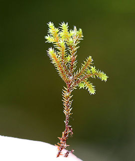 Hedwig's Fringeleaf Moss - Hedwigia ciliata Habitat: Growing on a rock in a deciduous forest
https://www.jungledragon.com/image/92341/hedwigs_fringeleaf_moss_-_hedwigia_ciliata.html
https://www.jungledragon.com/image/92342/hedwigs_fringeleaf_moss_-_hedwigia_ciliata.html Fall,Geotagged,Hedwig's Fringeleaf Moss,Hedwigia ciliata,United States