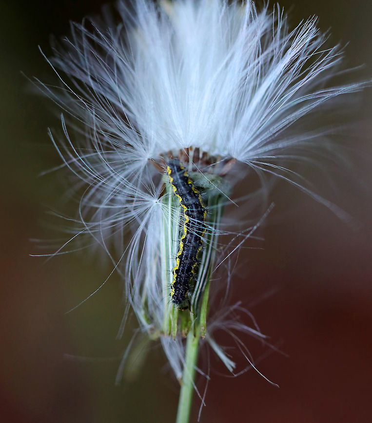 Leconte's Haploa Caterpillar - Haploa lecontei Habitat: Rural backyard<br />
<figure class="photo"><a href="https://www.jungledragon.com/image/92346/lecontes_haploa_caterpillar_-_haploa_lecontei.html" title="Leconte&#039;s Haploa Caterpillar - Haploa lecontei"><img src="https://s3.amazonaws.com/media.jungledragon.com/images/3232/92346_thumb.jpg?AWSAccessKeyId=05GMT0V3GWVNE7GGM1R2&Expires=1759968010&Signature=2b6m%2FVrDNkx8TYBbflILUmnR%2FHc%3D" width="134" height="152" alt="Leconte&#039;s Haploa Caterpillar - Haploa lecontei Habitat: Rural backyard<br />
https://www.jungledragon.com/image/92345/lecontes_haploa_caterpillar_-_haploa_lecontei.html<br />
https://www.jungledragon.com/image/92347/lecontes_haploa_caterpillar_-_haploa_lecontei.html Fall,Geotagged,Haploa lecontei,Lecontes haploa,United States" /></a></figure><br />
<figure class="photo"><a href="https://www.jungledragon.com/image/92347/lecontes_haploa_caterpillar_-_haploa_lecontei.html" title="Leconte&#039;s Haploa Caterpillar - Haploa lecontei"><img src="https://s3.amazonaws.com/media.jungledragon.com/images/3232/92347_thumb.jpg?AWSAccessKeyId=05GMT0V3GWVNE7GGM1R2&Expires=1759968010&Signature=520L0bIn4NUEbx%2B85UtXdDYEVQc%3D" width="200" height="164" alt="Leconte&#039;s Haploa Caterpillar - Haploa lecontei Habitat: Rural backyard<br />
https://www.jungledragon.com/image/92345/lecontes_haploa_caterpillar_-_haploa_lecontei.html<br />
https://www.jungledragon.com/image/92346/lecontes_haploa_caterpillar_-_haploa_lecontei.html Fall,Geotagged,Haploa lecontei,Lecontes haploa,United States" /></a></figure> Fall,Geotagged,Haploa lecontei,Lecontes haploa,United States,caterpillar