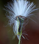 Leconte's Haploa Caterpillar - Haploa lecontei Habitat: Rural backyard<br />
https://www.jungledragon.com/image/92346/lecontes_haploa_caterpillar_-_haploa_lecontei.html<br />
https://www.jungledragon.com/image/92347/lecontes_haploa_caterpillar_-_haploa_lecontei.html Fall,Geotagged,Haploa lecontei,Lecontes haploa,United States,caterpillar