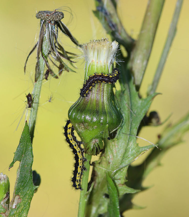 Leconte's Haploa Caterpillar - Haploa lecontei Habitat: Rural backyard<br />
<figure class="photo"><a href="https://www.jungledragon.com/image/92345/lecontes_haploa_caterpillar_-_haploa_lecontei.html" title="Leconte&#039;s Haploa Caterpillar - Haploa lecontei"><img src="https://s3.amazonaws.com/media.jungledragon.com/images/3232/92345_thumb.jpg?AWSAccessKeyId=05GMT0V3GWVNE7GGM1R2&Expires=1759968010&Signature=s41YSY95prxkpW%2FqczC6K80t4eU%3D" width="134" height="152" alt="Leconte&#039;s Haploa Caterpillar - Haploa lecontei Habitat: Rural backyard<br />
https://www.jungledragon.com/image/92346/lecontes_haploa_caterpillar_-_haploa_lecontei.html<br />
https://www.jungledragon.com/image/92347/lecontes_haploa_caterpillar_-_haploa_lecontei.html Fall,Geotagged,Haploa lecontei,Lecontes haploa,United States,caterpillar" /></a></figure><br />
<figure class="photo"><a href="https://www.jungledragon.com/image/92347/lecontes_haploa_caterpillar_-_haploa_lecontei.html" title="Leconte&#039;s Haploa Caterpillar - Haploa lecontei"><img src="https://s3.amazonaws.com/media.jungledragon.com/images/3232/92347_thumb.jpg?AWSAccessKeyId=05GMT0V3GWVNE7GGM1R2&Expires=1759968010&Signature=520L0bIn4NUEbx%2B85UtXdDYEVQc%3D" width="200" height="164" alt="Leconte&#039;s Haploa Caterpillar - Haploa lecontei Habitat: Rural backyard<br />
https://www.jungledragon.com/image/92345/lecontes_haploa_caterpillar_-_haploa_lecontei.html<br />
https://www.jungledragon.com/image/92346/lecontes_haploa_caterpillar_-_haploa_lecontei.html Fall,Geotagged,Haploa lecontei,Lecontes haploa,United States" /></a></figure> Fall,Geotagged,Haploa lecontei,Lecontes haploa,United States