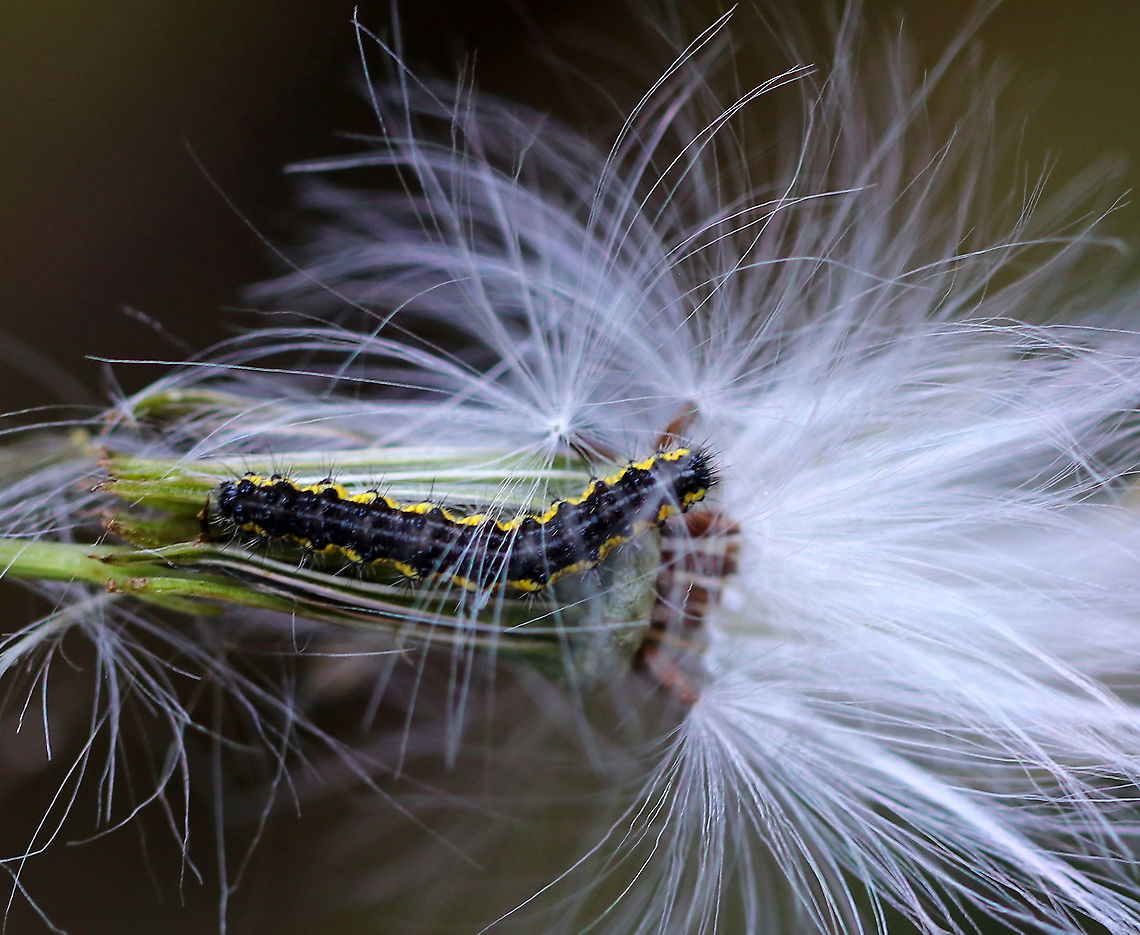 Leconte's Haploa Caterpillar - Haploa lecontei Habitat: Rural backyard<br />
<figure class="photo"><a href="https://www.jungledragon.com/image/92345/lecontes_haploa_caterpillar_-_haploa_lecontei.html" title="Leconte&#039;s Haploa Caterpillar - Haploa lecontei"><img src="https://s3.amazonaws.com/media.jungledragon.com/images/3232/92345_thumb.jpg?AWSAccessKeyId=05GMT0V3GWVNE7GGM1R2&Expires=1759968010&Signature=s41YSY95prxkpW%2FqczC6K80t4eU%3D" width="134" height="152" alt="Leconte&#039;s Haploa Caterpillar - Haploa lecontei Habitat: Rural backyard<br />
https://www.jungledragon.com/image/92346/lecontes_haploa_caterpillar_-_haploa_lecontei.html<br />
https://www.jungledragon.com/image/92347/lecontes_haploa_caterpillar_-_haploa_lecontei.html Fall,Geotagged,Haploa lecontei,Lecontes haploa,United States,caterpillar" /></a></figure><br />
<figure class="photo"><a href="https://www.jungledragon.com/image/92346/lecontes_haploa_caterpillar_-_haploa_lecontei.html" title="Leconte&#039;s Haploa Caterpillar - Haploa lecontei"><img src="https://s3.amazonaws.com/media.jungledragon.com/images/3232/92346_thumb.jpg?AWSAccessKeyId=05GMT0V3GWVNE7GGM1R2&Expires=1759968010&Signature=2b6m%2FVrDNkx8TYBbflILUmnR%2FHc%3D" width="134" height="152" alt="Leconte&#039;s Haploa Caterpillar - Haploa lecontei Habitat: Rural backyard<br />
https://www.jungledragon.com/image/92345/lecontes_haploa_caterpillar_-_haploa_lecontei.html<br />
https://www.jungledragon.com/image/92347/lecontes_haploa_caterpillar_-_haploa_lecontei.html Fall,Geotagged,Haploa lecontei,Lecontes haploa,United States" /></a></figure> Fall,Geotagged,Haploa lecontei,Lecontes haploa,United States