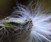 Leconte's Haploa Caterpillar - Haploa lecontei Habitat: Rural backyard<br />
https://www.jungledragon.com/image/92345/lecontes_haploa_caterpillar_-_haploa_lecontei.html<br />
https://www.jungledragon.com/image/92346/lecontes_haploa_caterpillar_-_haploa_lecontei.html Fall,Geotagged,Haploa lecontei,Lecontes haploa,United States