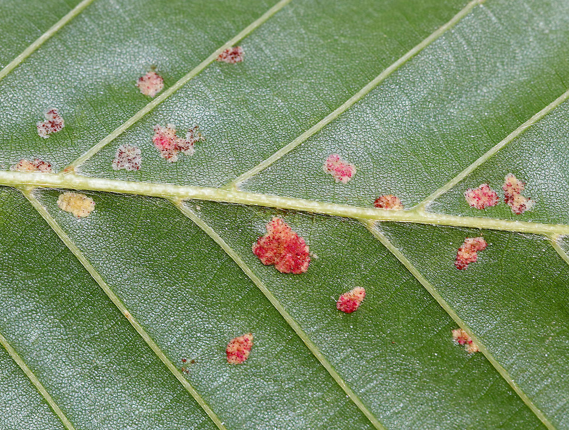 Gall Mites - Acalitus ferrugineum Or Acalitus ferruginea?<br />
<br />
These mites cause erineum patches on beech leaves.<br />
<br />
Habitat: On Beech (Fagus sp.) in a rural backyard<br />
<figure class="photo"><a href="https://www.jungledragon.com/image/92415/gall_mites_-_acalitus_ferrugineum.html" title="Gall Mites - Acalitus ferrugineum"><img src="https://s3.amazonaws.com/media.jungledragon.com/images/3232/92415_thumb.jpg?AWSAccessKeyId=05GMT0V3GWVNE7GGM1R2&Expires=1767225610&Signature=79O3EjjxXALsuhTk88buuxBNN4g%3D" width="200" height="138" alt="Gall Mites - Acalitus ferrugineum Or Acalitus ferruginea?<br />
<br />
These mites cause erineum patches on beech leaves.<br />
<br />
Habitat: On Beech (Fagus sp.) in a rural backyard<br />
https://www.jungledragon.com/image/92414/gall_mites_-_acalitus_ferrugineum.html Acalitus ferruginea,Acalitus ferrugineum,Fall,Geotagged,United States" /></a></figure> Acalitus,Acalitus ferrugineum,Eriophyidae,Fagus,Fall,Geotagged,United States,beech,erineum patches,gall mites,mites,mites on beech,prostigs