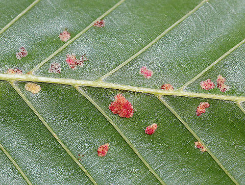 Gall Mites - Acalitus ferrugineum Or Acalitus ferruginea?

These mites cause erineum patches on beech leaves.

Habitat: On Beech (Fagus sp.) in a rural backyard
https://www.jungledragon.com/image/92415/gall_mites_-_acalitus_ferrugineum.html Acalitus,Acalitus ferrugineum,Eriophyidae,Fagus,Fall,Geotagged,United States,beech,erineum patches,gall mites,mites,mites on beech,prostigs