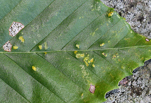 Gall Mites - Acalitus ferrugineum Or Acalitus ferruginea?

These mites cause erineum patches on beech leaves.

Habitat: On Beech (Fagus sp.) in a rural backyard
https://www.jungledragon.com/image/92414/gall_mites_-_acalitus_ferrugineum.html Acalitus ferruginea,Acalitus ferrugineum,Fall,Geotagged,United States