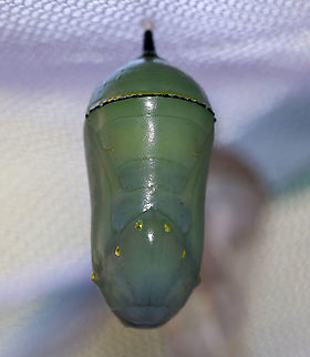 Monarch Chrysalis - Danaus plexippus At the bottom of the chrysalis is the butterfly's head and thorax. The wings are on the sides, and the abdomen is near the top. The little black thing sticking up on top is the cremaster, which is attached to the silk mat.

Habitat: When the monarch caterpillars (in a rural yard) get ready to pupate, my mother collects them and puts them in mesh enclosures (kept outdoors) where they can pupate and emerge as adults safely before being released.
https://www.jungledragon.com/image/92420/empty_monarch_chrysalis_silk_cremaster_abdominal_segments_-_danaus_plexippus.html
https://www.jungledragon.com/image/92418/empty_monarch_chrysalis_-_danaus_plexippus.html
https://www.jungledragon.com/image/92419/empty_monarch_chrysalis_inside_-_danaus_plexippus.html Danaus plexippus,Fall,Geotagged,Monarch butterfly,United States,chrysalis,pupa