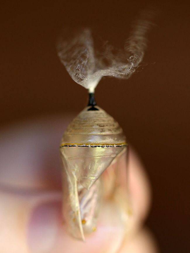 Empty Monarch Chrysalis - Danaus plexippus Here is the empty remains of the chrysalis that were left behind after the adult emerged. <br />
<figure class="photo"><a href="https://www.jungledragon.com/image/92420/empty_monarch_chrysalis_silk_cremaster_abdominal_segments_-_danaus_plexippus.html" title="Empty Monarch Chrysalis (Silk, Cremaster, Abdominal Segments) - Danaus plexippus"><img src="https://s3.amazonaws.com/media.jungledragon.com/images/3232/92420_thumb.jpg?AWSAccessKeyId=05GMT0V3GWVNE7GGM1R2&Expires=1763596810&Signature=%2FBzgWdMoWluuCygxhXGfD%2BWjInM%3D" width="200" height="166" alt="Empty Monarch Chrysalis (Silk, Cremaster, Abdominal Segments) - Danaus plexippus Here&#039;s a neat trick - you can tell if the chrysalis is a male or female by looking at the area below the cremaster (black &#039;stick&#039; attached to silk). If there is a vertical line between/underneath the bottom two black dots, then the chrysalis has a female monarch. This one has that vertical line and thus was a female.<br />
https://www.jungledragon.com/image/92417/monarch_chrysalis_-_danaus_plexippus.html<br />
https://www.jungledragon.com/image/92418/empty_monarch_chrysalis_-_danaus_plexippus.html<br />
https://www.jungledragon.com/image/92419/empty_monarch_chrysalis_inside_-_danaus_plexippus.html<br />
 Fall,Geotagged,United States" /></a></figure><br />
<figure class="photo"><a href="https://www.jungledragon.com/image/92419/empty_monarch_chrysalis_inside_-_danaus_plexippus.html" title="Empty Monarch Chrysalis (Inside) - Danaus plexippus"><img src="https://s3.amazonaws.com/media.jungledragon.com/images/3232/92419_thumb.jpg?AWSAccessKeyId=05GMT0V3GWVNE7GGM1R2&Expires=1763596810&Signature=GRDKBlWriamboIlm8cvVt5Vw%2FZ8%3D" width="200" height="178" alt="Empty Monarch Chrysalis (Inside) - Danaus plexippus This is what the inside of the empty chrysalis looks like.<br />
https://www.jungledragon.com/image/92418/empty_monarch_chrysalis_-_danaus_plexippus.html<br />
https://www.jungledragon.com/image/92417/monarch_chrysalis_-_danaus_plexippus.html<br />
https://www.jungledragon.com/image/92420/empty_monarch_chrysalis_silk_cremaster_abdominal_segments_-_danaus_plexippus.html Fall,Geotagged,United States,chrysalis,monarch" /></a></figure><br />
<figure class="photo"><a href="https://www.jungledragon.com/image/92417/monarch_chrysalis_-_danaus_plexippus.html" title="Monarch Chrysalis - Danaus plexippus"><img src="https://s3.amazonaws.com/media.jungledragon.com/images/3232/92417_thumb.jpg?AWSAccessKeyId=05GMT0V3GWVNE7GGM1R2&Expires=1763596810&Signature=cPmn55ni29ZBvG5sTpTz6PFNVIU%3D" width="134" height="152" alt="Monarch Chrysalis - Danaus plexippus At the bottom of the chrysalis is the butterfly&#039;s head and thorax. The wings are on the sides, and the abdomen is near the top. The little black thing sticking up on top is the cremaster, which is attached to the silk mat.<br />
<br />
Habitat: When the monarch caterpillars (in a rural yard) get ready to pupate, my mother collects them and puts them in mesh enclosures (kept outdoors) where they can pupate and emerge as adults safely before being released.<br />
https://www.jungledragon.com/image/92420/empty_monarch_chrysalis_silk_cremaster_abdominal_segments_-_danaus_plexippus.html<br />
https://www.jungledragon.com/image/92418/empty_monarch_chrysalis_-_danaus_plexippus.html<br />
https://www.jungledragon.com/image/92419/empty_monarch_chrysalis_inside_-_danaus_plexippus.html Danaus plexippus,Fall,Geotagged,Monarch butterfly,United States,chrysalis,pupa" /></a></figure> Danaus,Danaus plexippus,Fall,Geotagged,United States,chrysalis,empty chrysalis,monarch,monarch chrysalis,pupa