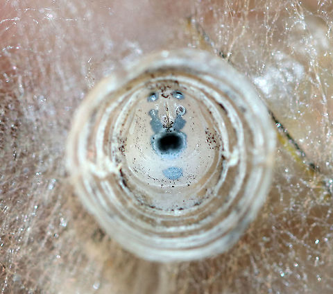 Empty Monarch Chrysalis (Inside) - Danaus plexippus This is what the inside of the empty chrysalis looks like.
https://www.jungledragon.com/image/92418/empty_monarch_chrysalis_-_danaus_plexippus.html
https://www.jungledragon.com/image/92417/monarch_chrysalis_-_danaus_plexippus.html
https://www.jungledragon.com/image/92420/empty_monarch_chrysalis_silk_cremaster_abdominal_segments_-_danaus_plexippus.html Fall,Geotagged,United States,chrysalis,monarch