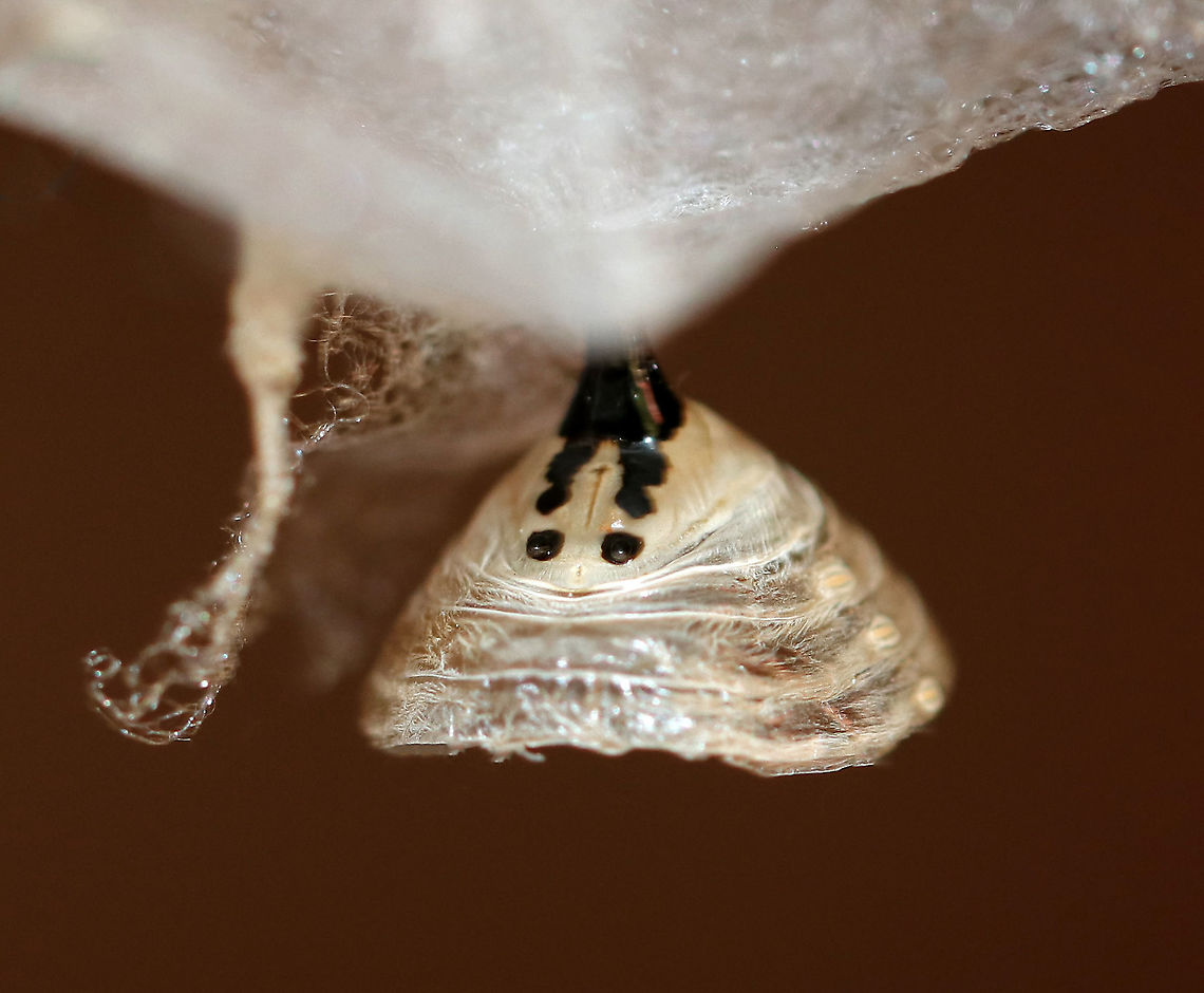 Empty Monarch Chrysalis (Silk, Cremaster, Abdominal Segments) - Danaus plexippus Here's a neat trick - you can tell if the chrysalis is a male or female by looking at the area below the cremaster (black 'stick' attached to silk). If there is a vertical line between/underneath the bottom two black dots, then the chrysalis has a female monarch. This one has that vertical line and thus was a female.<br />
<figure class="photo"><a href="https://www.jungledragon.com/image/92417/monarch_chrysalis_-_danaus_plexippus.html" title="Monarch Chrysalis - Danaus plexippus"><img src="https://s3.amazonaws.com/media.jungledragon.com/images/3232/92417_thumb.jpg?AWSAccessKeyId=05GMT0V3GWVNE7GGM1R2&Expires=1769040010&Signature=1ITY6SCVYnl4wb%2BuIGsuvBUKoQs%3D" width="134" height="152" alt="Monarch Chrysalis - Danaus plexippus At the bottom of the chrysalis is the butterfly's head and thorax. The wings are on the sides, and the abdomen is near the top. The little black thing sticking up on top is the cremaster, which is attached to the silk mat.<br />
<br />
Habitat: When the monarch caterpillars (in a rural yard) get ready to pupate, my mother collects them and puts them in mesh enclosures (kept outdoors) where they can pupate and emerge as adults safely before being released.<br />
https://www.jungledragon.com/image/92420/empty_monarch_chrysalis_silk_cremaster_abdominal_segments_-_danaus_plexippus.html<br />
https://www.jungledragon.com/image/92418/empty_monarch_chrysalis_-_danaus_plexippus.html<br />
https://www.jungledragon.com/image/92419/empty_monarch_chrysalis_inside_-_danaus_plexippus.html Danaus plexippus,Fall,Geotagged,Monarch butterfly,United States,chrysalis,pupa" /></a></figure><br />
<figure class="photo"><a href="https://www.jungledragon.com/image/92418/empty_monarch_chrysalis_-_danaus_plexippus.html" title="Empty Monarch Chrysalis - Danaus plexippus"><img src="https://s3.amazonaws.com/media.jungledragon.com/images/3232/92418_thumb.jpg?AWSAccessKeyId=05GMT0V3GWVNE7GGM1R2&Expires=1769040010&Signature=do1U5zE7lkQr3ouYlm314Ng4zew%3D" width="116" height="152" alt="Empty Monarch Chrysalis - Danaus plexippus Here is the empty remains of the chrysalis that were left behind after the adult emerged. <br />
https://www.jungledragon.com/image/92420/empty_monarch_chrysalis_silk_cremaster_abdominal_segments_-_danaus_plexippus.html<br />
https://www.jungledragon.com/image/92419/empty_monarch_chrysalis_inside_-_danaus_plexippus.html<br />
https://www.jungledragon.com/image/92417/monarch_chrysalis_-_danaus_plexippus.html Danaus,Danaus plexippus,Fall,Geotagged,United States,chrysalis,empty chrysalis,monarch,monarch chrysalis,pupa" /></a></figure><br />
<figure class="photo"><a href="https://www.jungledragon.com/image/92419/empty_monarch_chrysalis_inside_-_danaus_plexippus.html" title="Empty Monarch Chrysalis (Inside) - Danaus plexippus"><img src="https://s3.amazonaws.com/media.jungledragon.com/images/3232/92419_thumb.jpg?AWSAccessKeyId=05GMT0V3GWVNE7GGM1R2&Expires=1769040010&Signature=073IJ0mrX9LKRi2SnEWdkHYNqVU%3D" width="200" height="178" alt="Empty Monarch Chrysalis (Inside) - Danaus plexippus This is what the inside of the empty chrysalis looks like.<br />
https://www.jungledragon.com/image/92418/empty_monarch_chrysalis_-_danaus_plexippus.html<br />
https://www.jungledragon.com/image/92417/monarch_chrysalis_-_danaus_plexippus.html<br />
https://www.jungledragon.com/image/92420/empty_monarch_chrysalis_silk_cremaster_abdominal_segments_-_danaus_plexippus.html Fall,Geotagged,United States,chrysalis,monarch" /></a></figure><br />
 Fall,Geotagged,United States