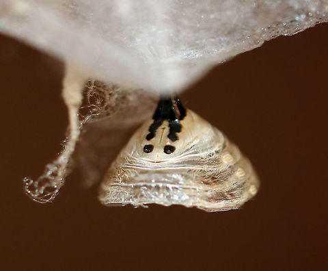Empty Monarch Chrysalis (Silk, Cremaster, Abdominal Segments) - Danaus plexippus Here's a neat trick - you can tell if the chrysalis is a male or female by looking at the area below the cremaster (black 'stick' attached to silk). If there is a vertical line between/underneath the bottom two black dots, then the chrysalis has a female monarch. This one has that vertical line and thus was a female.
https://www.jungledragon.com/image/92417/monarch_chrysalis_-_danaus_plexippus.html
https://www.jungledragon.com/image/92418/empty_monarch_chrysalis_-_danaus_plexippus.html
https://www.jungledragon.com/image/92419/empty_monarch_chrysalis_inside_-_danaus_plexippus.html
 Fall,Geotagged,United States