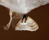 Empty Monarch Chrysalis (Silk, Cremaster, Abdominal Segments) - Danaus plexippus Here's a neat trick - you can tell if the chrysalis is a male or female by looking at the area below the cremaster (black 'stick' attached to silk). If there is a vertical line between/underneath the bottom two black dots, then the chrysalis has a female monarch. This one has that vertical line and thus was a female.<br />
https://www.jungledragon.com/image/92417/monarch_chrysalis_-_danaus_plexippus.html<br />
https://www.jungledragon.com/image/92418/empty_monarch_chrysalis_-_danaus_plexippus.html<br />
https://www.jungledragon.com/image/92419/empty_monarch_chrysalis_inside_-_danaus_plexippus.html<br />
 Fall,Geotagged,United States