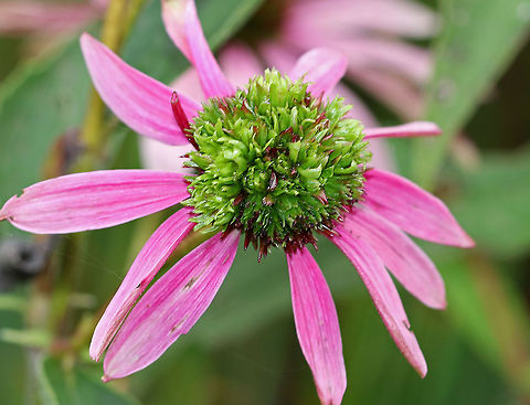 Coneflower Rosette Mite (Family Eriophyidae) on Echinacea sp. The green tufted growth on the disc of this coneflower is caused by a tiny eriophyid mite. These mites cause flower head distortion by feeding at the base of the flowers. Eriophyid mites are unique in that they only have 2 pairs of legs (most mites have 4 pairs), and they are so tiny that you would need 40x magnification to see them clearly (most mites can be seen with a 10x hand lens).

The mite has yet to be taxonomically categorized, so it has no scientific name. But, it's generally referred to as the Coneflower Rosette Mite based on the damage that it causes to coneflowers.  Coneflower Rosette Mite,Echinacea,Eriophyid mite,Eriophyidae,Fall,Family Eriophyidae,Geotagged,United States,coneflower,coneflower mite,gall,gall mites,mites
