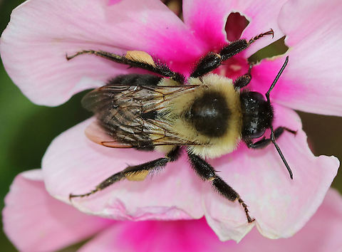 Common Eastern Bumble Bee  - Bombus impatiens Just a common bumblebee, but I wanted to share it anyway because it has fantastic corbiculae (pollen baskets)!!

Not all bees collect pollen, and the ones that do collect it in different ways. For example, leafcutter bees carry pollen on the scopal hairs on their abdomen, some bees in the family Colletidae carry pollen internally, and mining bees carry pollen in their 'armpits'.  Most wild bees do not have pollen baskets. But, honey bees and bumble bees do have pollen baskets (called corbiculae).  A corbicula is made up of hairs blended together to form a concave shape.  In this photo, you can see the pollen baskets, which are fairly full, on the hing legs of the bee.

Habitat: Rural garden Bombus,Bombus impatiens,Common eastern bumble bee,Fall,Geotagged,United States,bee,bumblebee,corbicula,corbiculae,pollen baskets