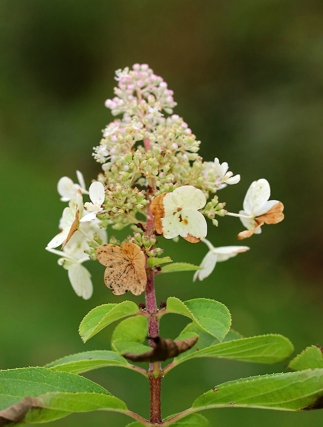 Panicle Hydrangea - Hydrangea paniculata Habitat: Rural garden Fall,Geotagged,Hydrangea panicula,Hydrangea paniculata,United States,hydrangea