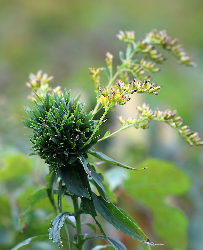 Goldenrod Bunch Gall - Rhopalomyia solidaginis Females deposit an egg at the tip of a growing plant. The larva hatches out and then secretes a chemical, which prevents the goldenrod stem from growing (although it continues to produce leaves thus a shortened bunch of leaves are formed).<br />
<br />
Habitat: Meadow Fall,Geotagged,Goldenrod bunch gall,Rhopalomyia solidaginis,United States,gall,goldenrod