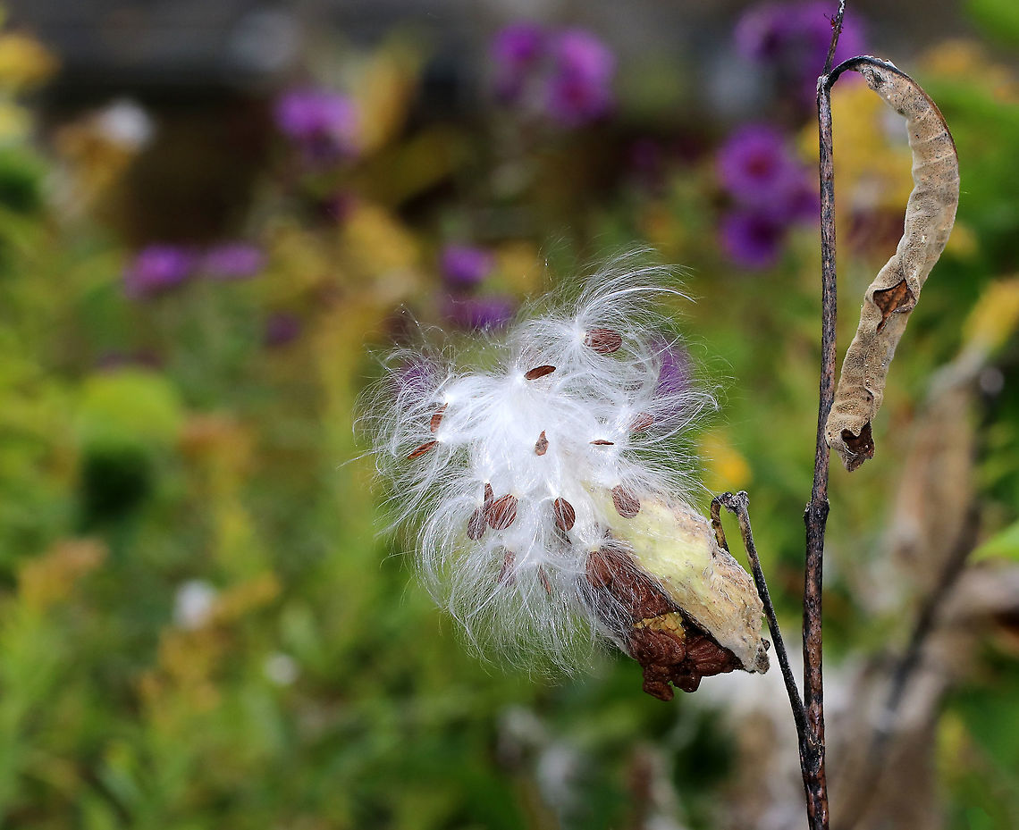 Common Milkweed Seeds - Asclepias syriaca Common milkweed has large, broad leaves, pinkish-purple flower clusters, and green fruit pods that turn brown before bursting open to let out fluffy seeds. The flowers bloom from June to August during which time they are visited by many species of moths, butterflies, bees, and other insects.<br />
<br />
Habitat: Meadow<br />
<figure class="photo"><a href="https://www.jungledragon.com/image/92587/common_milkweed_seeds_-_asclepias_syriaca.html" title="Common Milkweed Seeds - Asclepias syriaca"><img src="https://s3.amazonaws.com/media.jungledragon.com/images/3232/92587_thumb.jpg?AWSAccessKeyId=05GMT0V3GWVNE7GGM1R2&Expires=1759968010&Signature=K%2BGq8SxFUMrRCjHCHYM8KD3EV0w%3D" width="108" height="152" alt="Common Milkweed Seeds - Asclepias syriaca Common milkweed has large, broad leaves, pinkish-purple flower clusters, and green fruit pods that turn brown before bursting open to let out fluffy seeds. The flowers bloom from June to August during which time they are visited by many species of moths, butterflies, bees, and other insects.<br />
<br />
Habitat: Meadow<br />
https://www.jungledragon.com/image/92586/common_milkweed_seeds_-_asclepias_syriaca.html Asclepias syriaca,Common milkweed,Fall,Geotagged,United States" /></a></figure> Asclepias syriaca,Common milkweed,Fall,Geotagged,United States,milkweed,seeds