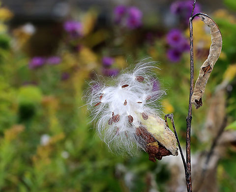 Common Milkweed Seeds - Asclepias syriaca Common milkweed has large, broad leaves, pinkish-purple flower clusters, and green fruit pods that turn brown before bursting open to let out fluffy seeds. The flowers bloom from June to August during which time they are visited by many species of moths, butterflies, bees, and other insects.

Habitat: Meadow
https://www.jungledragon.com/image/92587/common_milkweed_seeds_-_asclepias_syriaca.html Asclepias syriaca,Common milkweed,Fall,Geotagged,United States,milkweed,seeds