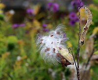 Common Milkweed Seeds - Asclepias syriaca Common milkweed has large, broad leaves, pinkish-purple flower clusters, and green fruit pods that turn brown before bursting open to let out fluffy seeds. The flowers bloom from June to August during which time they are visited by many species of moths, butterflies, bees, and other insects.<br />
<br />
Habitat: Meadow<br />
https://www.jungledragon.com/image/92587/common_milkweed_seeds_-_asclepias_syriaca.html Asclepias syriaca,Common milkweed,Fall,Geotagged,United States,milkweed,seeds