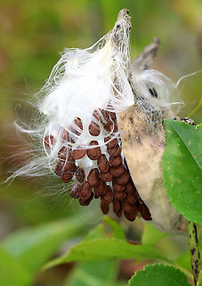 Common Milkweed Seeds - Asclepias syriaca Common milkweed has large, broad leaves, pinkish-purple flower clusters, and green fruit pods that turn brown before bursting open to let out fluffy seeds. The flowers bloom from June to August during which time they are visited by many species of moths, butterflies, bees, and other insects.

Habitat: Meadow
https://www.jungledragon.com/image/92586/common_milkweed_seeds_-_asclepias_syriaca.html Asclepias syriaca,Common milkweed,Fall,Geotagged,United States
