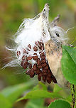 Common Milkweed Seeds - Asclepias syriaca Common milkweed has large, broad leaves, pinkish-purple flower clusters, and green fruit pods that turn brown before bursting open to let out fluffy seeds. The flowers bloom from June to August during which time they are visited by many species of moths, butterflies, bees, and other insects.<br />
<br />
Habitat: Meadow<br />
https://www.jungledragon.com/image/92586/common_milkweed_seeds_-_asclepias_syriaca.html Asclepias syriaca,Common milkweed,Fall,Geotagged,United States