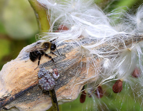 Common Eastern Bumble Bee  - Bombus impatiens Moving pretty slow in the cool, autumn weather.

Habitat: Meadow Bombus impatiens,Common eastern bumble bee,Fall,Geotagged,United States,bee,bumblebee
