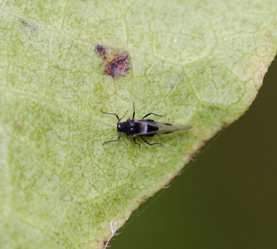 Dogwood Aphid - Anoecia sp. This might be Anoecia cornicola, but from what I&#039;ve read, they are difficult to ID to the species level. <br />
<br />
Habitat: Meadow Anoecia,Anoecia cornicola,Fall,Geotagged,United States,aphid,dogwood aphid,white-banded dogwood aphid
