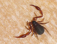 House Pseudoscorpion - Chelifer cancroides Isn't it so cute!!<br />
<br />
My son found this pseudoscorpion on our bathroom wall. I stuck it in the fridge for a few minutes to slow it down before photographing it, and then set it free.<br />
https://www.jungledragon.com/image/92615/house_pseudoscorpion_-_chelifer_cancroides.html<br />
https://vimeo.com/408473061<br />
 Chelifer,Chelifer cancroides,Geotagged,House Pseudoscorpion,Pseudoscorpion,United States,Winter
