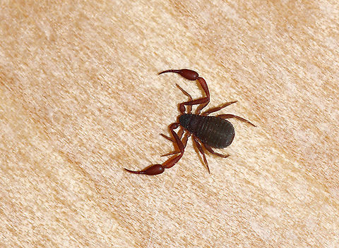House Pseudoscorpion - Chelifer cancroides Isn't it so cute!!

My son found this pseudoscorpion on our bathroom wall. I stuck it in the fridge for a few minutes to slow it down before photographing it, and then set it free.
https://www.jungledragon.com/image/92614/house_pseudoscorpion_-_chelifer_cancroides.html
https://vimeo.com/408473061
 Chelifer,Chelifer cancroides,Geotagged,House Pseudoscorpion,United States,Winter