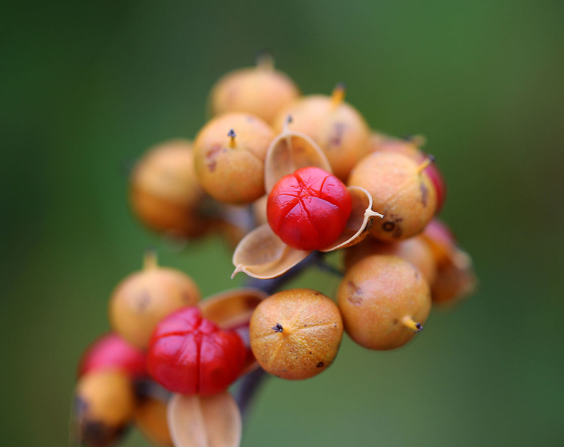 American Bittersweet - Celastrus scandens These fruits are poisonous to humans when ingested, but are favorites of birds.<br />
<br />
Habitat: Growing in a grassy area next to a pond American Bittersweet,Celastrus,Celastrus scandens,Fall,Geotagged,United States,bittersweet