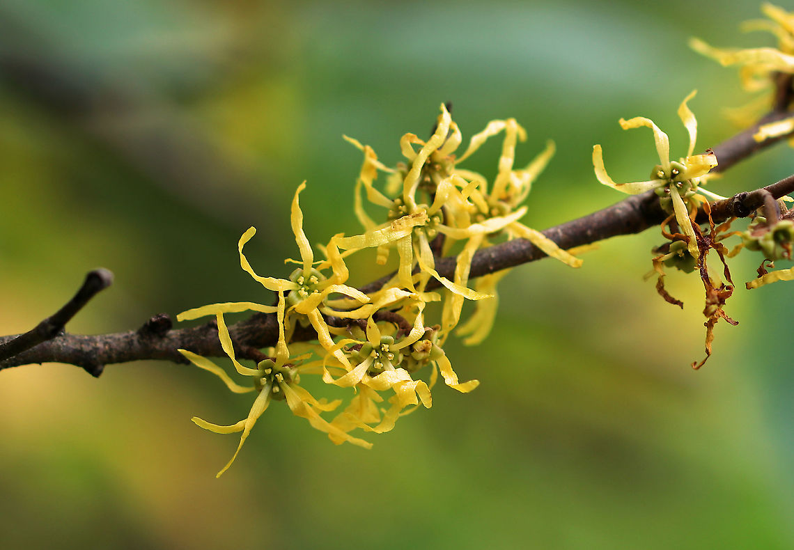 American Witch-hazel - Hamamelis virginiana Crinkly, yellow flowers that are characteristic of this tree in autumn<br />
<br />
Habitat: Forest edge American witch-hazel,Fall,Geotagged,Hamamelis,Hamamelis virginiana,United States