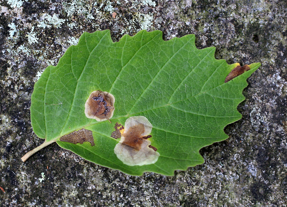 Cameraria hamameliella Blotch Mines in Witch Hazel (Hamamelis) Habitat: Witch hazel leaves<br />
<figure class="photo"><a href="https://www.jungledragon.com/image/92624/cameraria_hamameliella_blotch_mines_in_witch_hazel_hamamelis.html" title="Cameraria hamameliella Blotch Mines in Witch Hazel (Hamamelis)"><img src="https://s3.amazonaws.com/media.jungledragon.com/images/3232/92624_thumb.jpg?AWSAccessKeyId=05GMT0V3GWVNE7GGM1R2&Expires=1759968010&Signature=vJBODxqu%2FQ4GJAuVWMkJFxaQH00%3D" width="200" height="158" alt="Cameraria hamameliella Blotch Mines in Witch Hazel (Hamamelis) Larvae in each mine are circled.<br />
<br />
Habitat: Witch hazel leaves<br />
https://www.jungledragon.com/image/92623/cameraria_hamameliella_blotch_mines_in_witch_hazel_hamamelis.html Cameraria hamameliella,Fall,Geotagged,United States" /></a></figure> Cameraria,Cameraria hamameliella,Fall,Geotagged,Hamamelis,United States,blotch mines,leaf miner,leaf mines,witch hazel