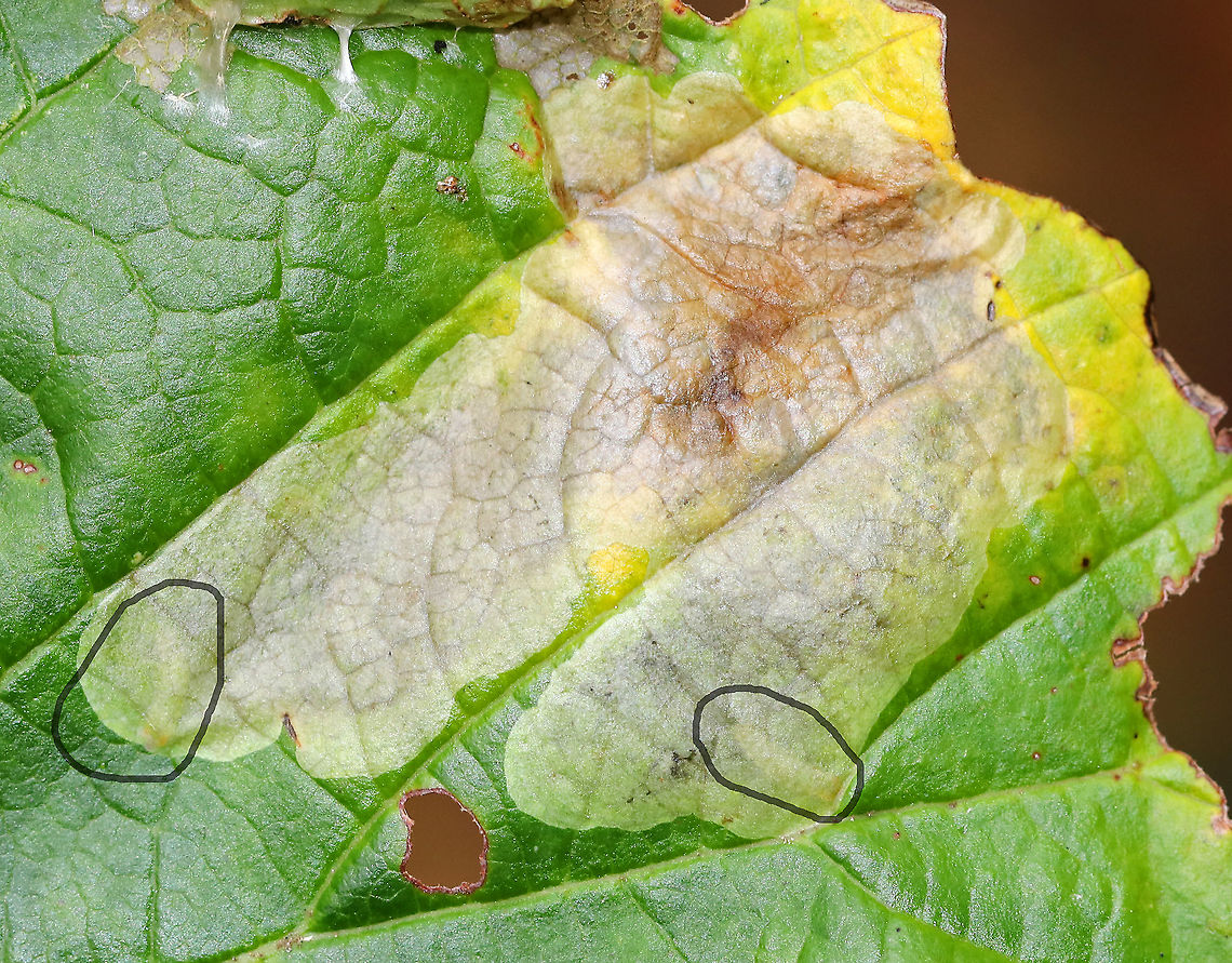 Cameraria hamameliella Blotch Mines in Witch Hazel (Hamamelis) Larvae in each mine are circled.<br />
<br />
Habitat: Witch hazel leaves<br />
<figure class="photo"><a href="https://www.jungledragon.com/image/92623/cameraria_hamameliella_blotch_mines_in_witch_hazel_hamamelis.html" title="Cameraria hamameliella Blotch Mines in Witch Hazel (Hamamelis)"><img src="https://s3.amazonaws.com/media.jungledragon.com/images/3232/92623_thumb.jpg?AWSAccessKeyId=05GMT0V3GWVNE7GGM1R2&Expires=1759968010&Signature=t4hJDRQ6H02%2BaysWqZEEtS8UHo8%3D" width="200" height="146" alt="Cameraria hamameliella Blotch Mines in Witch Hazel (Hamamelis) Habitat: Witch hazel leaves<br />
https://www.jungledragon.com/image/92624/cameraria_hamameliella_blotch_mines_in_witch_hazel_hamamelis.html Cameraria,Cameraria hamameliella,Fall,Geotagged,Hamamelis,United States,blotch mines,leaf miner,leaf mines,witch hazel" /></a></figure> Cameraria hamameliella,Fall,Geotagged,United States