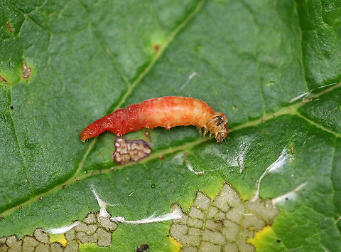 Episimus argutana - Sumac Leaftier Moth Habitat: Inside a witch hazel leaf that was folded in half and secured with silk
https://www.jungledragon.com/image/92626/episimus_argutana_-_sumac_leaftier_moth.html Episimus argutana,Fall,Geotagged,Sumac Leaftier Moth,United States,larva,leaf folder,leaf shelter