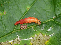 Episimus argutana - Sumac Leaftier Moth Habitat: Inside a witch hazel leaf that was folded in half and secured with silk<br />
https://www.jungledragon.com/image/92626/episimus_argutana_-_sumac_leaftier_moth.html Episimus argutana,Fall,Geotagged,Sumac Leaftier Moth,United States,larva,leaf folder,leaf shelter