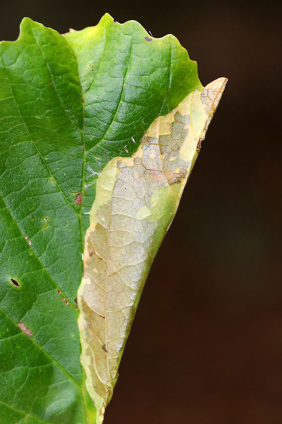Episimus argutana - Sumac Leaftier Moth Habitat: Folded witch hazel leaf with larva inside<br />
<figure class="photo"><a href="https://www.jungledragon.com/image/92625/episimus_argutana_-_sumac_leaftier_moth.html" title="Episimus argutana - Sumac Leaftier Moth"><img src="https://s3.amazonaws.com/media.jungledragon.com/images/3232/92625_thumb.jpg?AWSAccessKeyId=05GMT0V3GWVNE7GGM1R2&Expires=1759968010&Signature=JuYlnGUaI8v4WTEKFYGYZclPgeI%3D" width="200" height="148" alt="Episimus argutana - Sumac Leaftier Moth Habitat: Inside a witch hazel leaf that was folded in half and secured with silk<br />
https://www.jungledragon.com/image/92626/episimus_argutana_-_sumac_leaftier_moth.html Episimus argutana,Fall,Geotagged,Sumac Leaftier Moth,United States,larva,leaf folder,leaf shelter" /></a></figure> Episimus argutana,Fall,Geotagged,Sumac Leaftier Moth,United States
