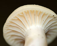 Snowy Waxcap - Cuphophyllus virgineus Habitat: Deciduous forest<br />
https://www.jungledragon.com/image/92628/snowy_waxcap_-_cuphophyllus_virgineus.html<br />
https://www.jungledragon.com/image/92629/snowy_waxcap_-_cuphophyllus_virgineus.html Cuphophyllus,Cuphophyllus virgineus,Fall,Geotagged,Snowy Waxcap,United States,fungus,mushroom