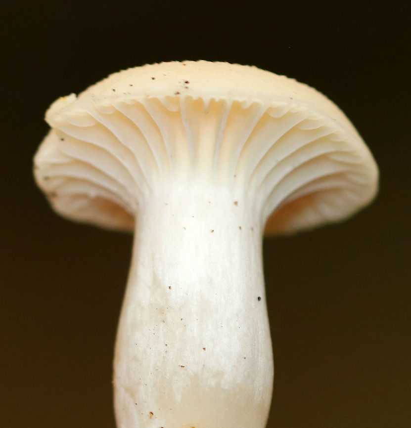 Snowy Waxcap - Cuphophyllus virgineus Habitat: Deciduous forest<br />
<figure class="photo"><a href="https://www.jungledragon.com/image/92629/snowy_waxcap_-_cuphophyllus_virgineus.html" title="Snowy Waxcap - Cuphophyllus virgineus"><img src="https://s3.amazonaws.com/media.jungledragon.com/images/3232/92629_thumb.jpg?AWSAccessKeyId=05GMT0V3GWVNE7GGM1R2&Expires=1767225610&Signature=I8oxqCMhagNZ%2Feu66qSXvTniRRI%3D" width="200" height="154" alt="Snowy Waxcap - Cuphophyllus virgineus Habitat: Deciduous forest<br />
https://www.jungledragon.com/image/92627/snowy_waxcap_-_cuphophyllus_virgineus.html<br />
https://www.jungledragon.com/image/92628/snowy_waxcap_-_cuphophyllus_virgineus.html Cuphophyllus virgineus,Fall,Geotagged,Snowy Waxcap,United States" /></a></figure><br />
<figure class="photo"><a href="https://www.jungledragon.com/image/92627/snowy_waxcap_-_cuphophyllus_virgineus.html" title="Snowy Waxcap - Cuphophyllus virgineus"><img src="https://s3.amazonaws.com/media.jungledragon.com/images/3232/92627_thumb.jpg?AWSAccessKeyId=05GMT0V3GWVNE7GGM1R2&Expires=1767225610&Signature=%2BdoBuVisXqWYHz%2FeuQM7oNaVBPo%3D" width="200" height="160" alt="Snowy Waxcap - Cuphophyllus virgineus Habitat: Deciduous forest<br />
https://www.jungledragon.com/image/92628/snowy_waxcap_-_cuphophyllus_virgineus.html<br />
https://www.jungledragon.com/image/92629/snowy_waxcap_-_cuphophyllus_virgineus.html Cuphophyllus,Cuphophyllus virgineus,Fall,Geotagged,Snowy Waxcap,United States,fungus,mushroom" /></a></figure> Cuphophyllus virgineus,Fall,Geotagged,Snowy Waxcap,United States